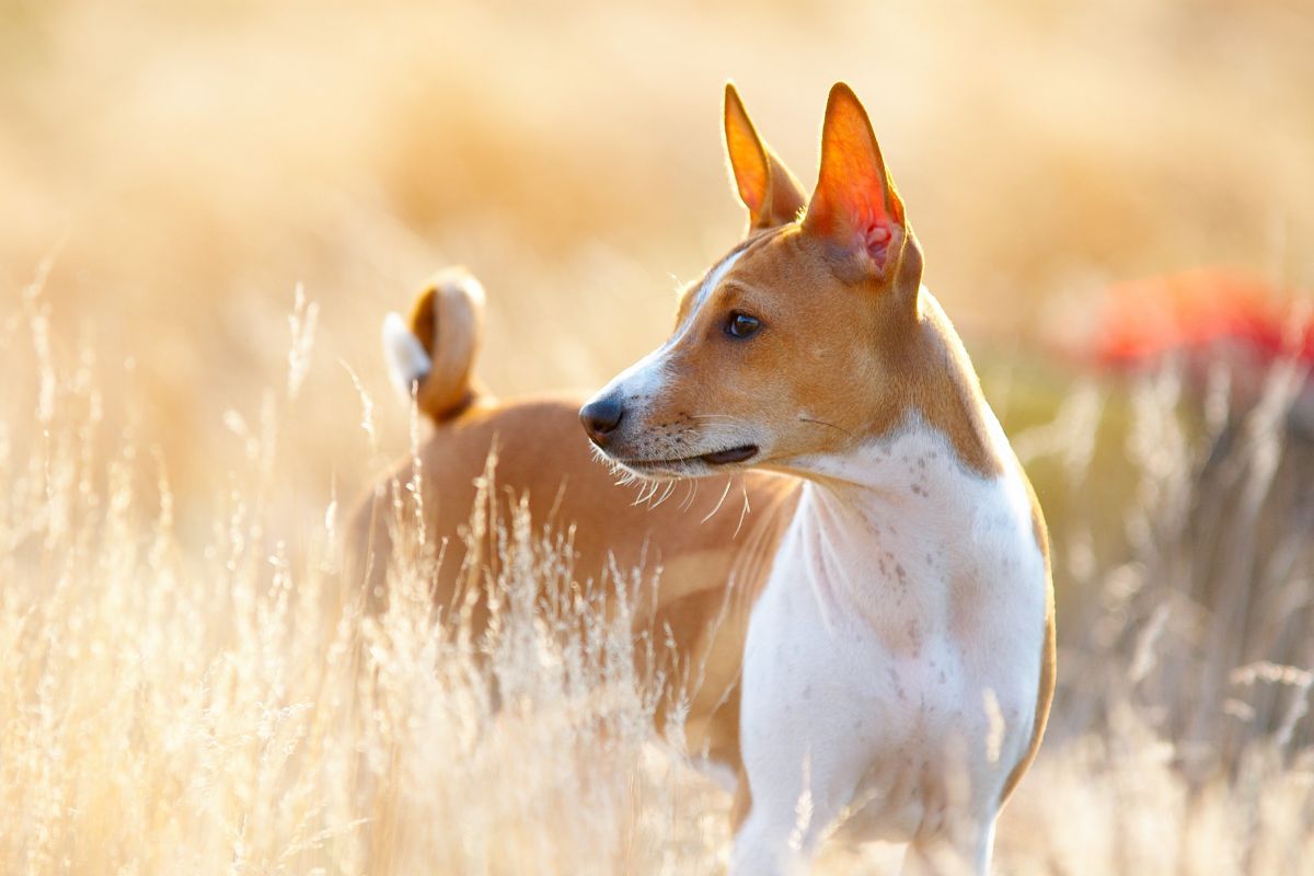 Der Basenji: Ein Unabhängiger und Neugieriger Freund