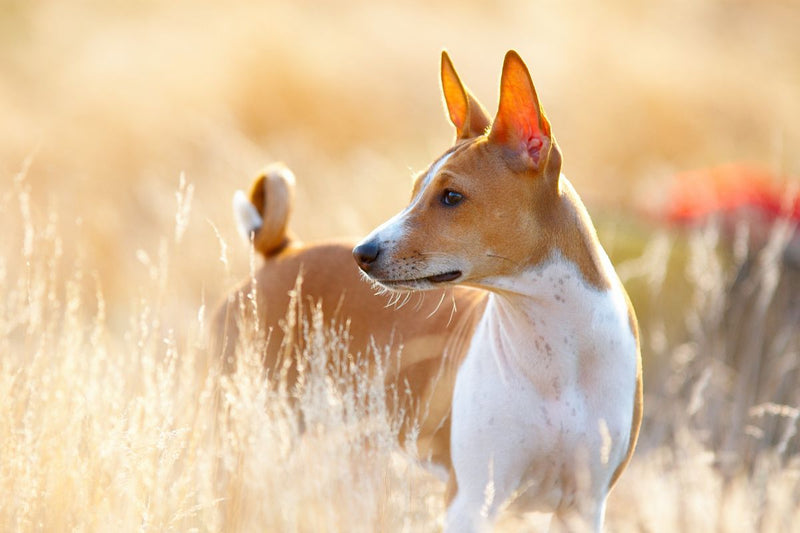 Der Basenji: Ein Unabhängiger und Neugieriger Freund
