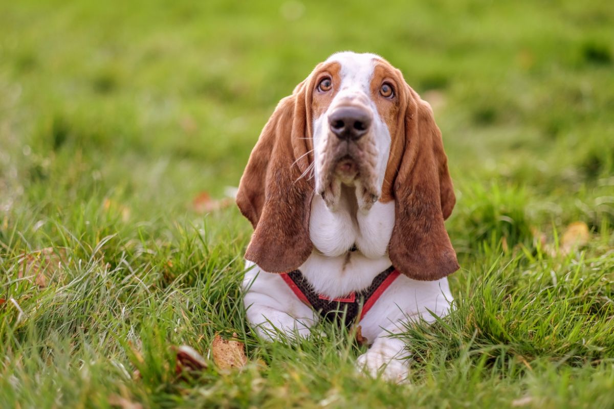 Basset Hound: Der gemütliche und gutmütige Spürhund