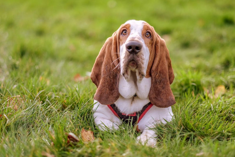 Basset Hound: Der gemütliche und gutmütige Spürhund