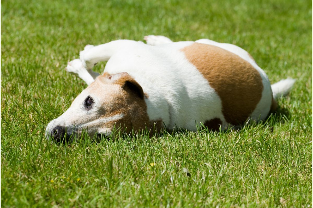 Bauchschmerzen bei Hunden