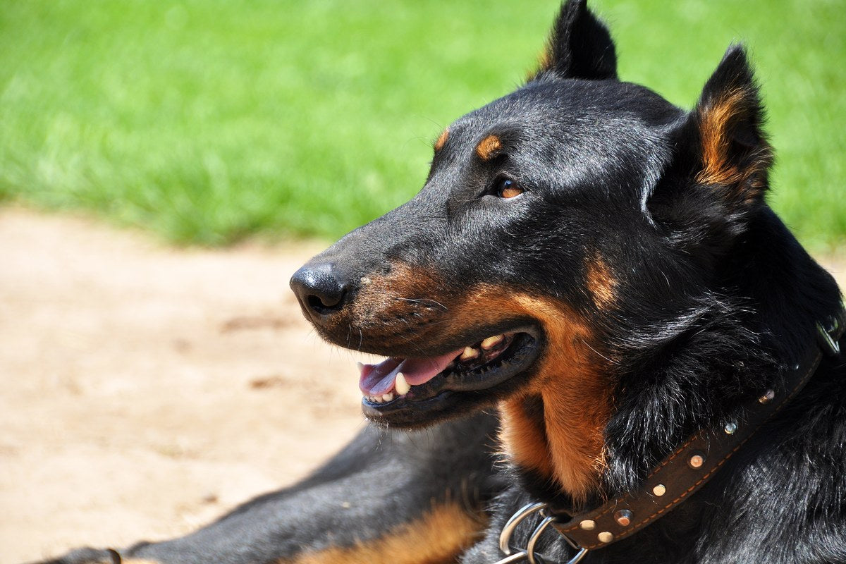 Beauceron: Größe, Farben und Wesen im Porträt