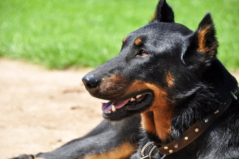 Beauceron: Größe, Farben und Wesen im Porträt