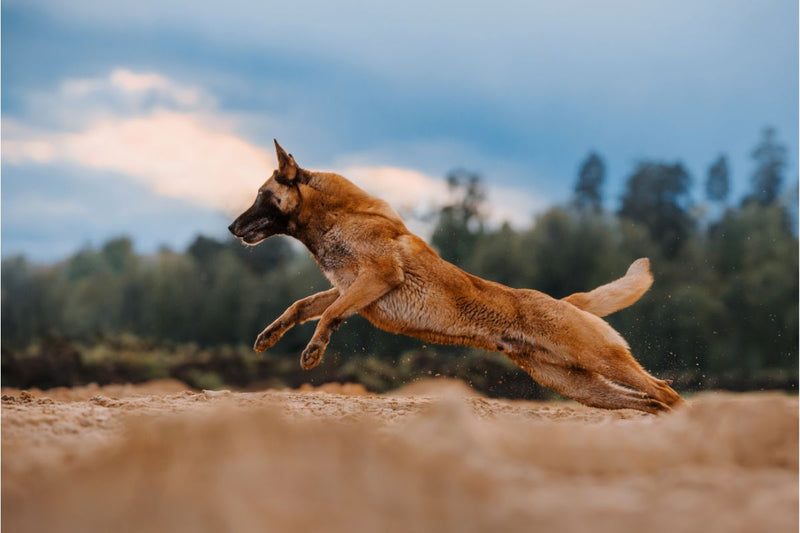 Belgischer Schäferhund: Wachsamkeit und Loyalität in Perfektion