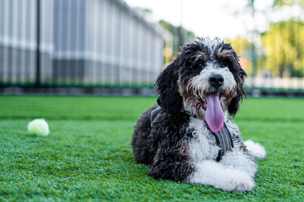 Der Bernedoodle: Ein cleverer Allrounder mit viel Charme