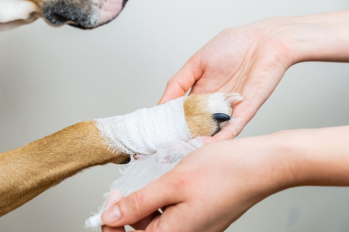 Betaisodona für Hunde