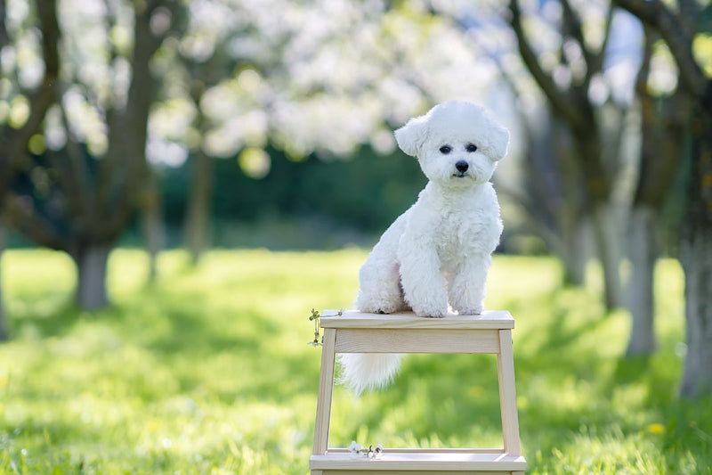 Der Bichon Frisé: Ein treuer Freund mit fröhlichem Wesen