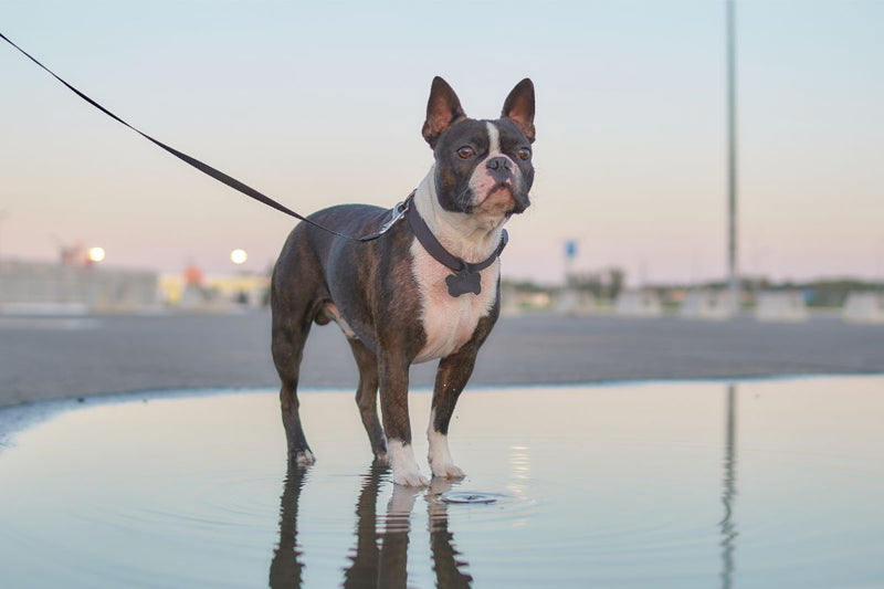 Der Boston Terrier: Ein humorvoller und liebenswerter Gefährte