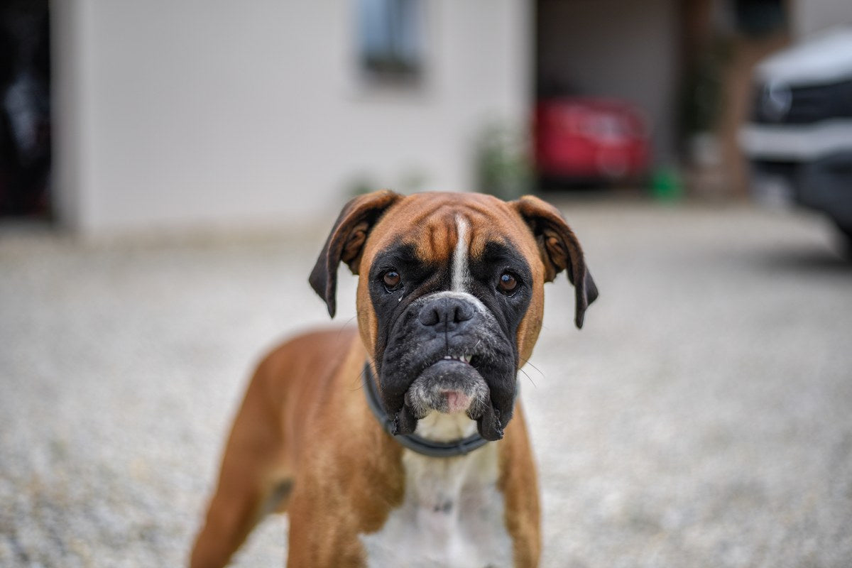 Boxer: Größe, Wesen und Haltung