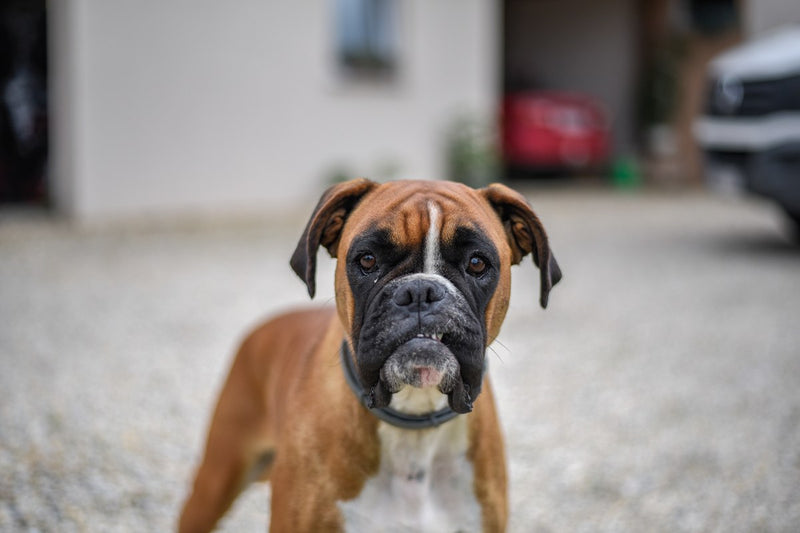 Boxer: Größe, Wesen und Haltung