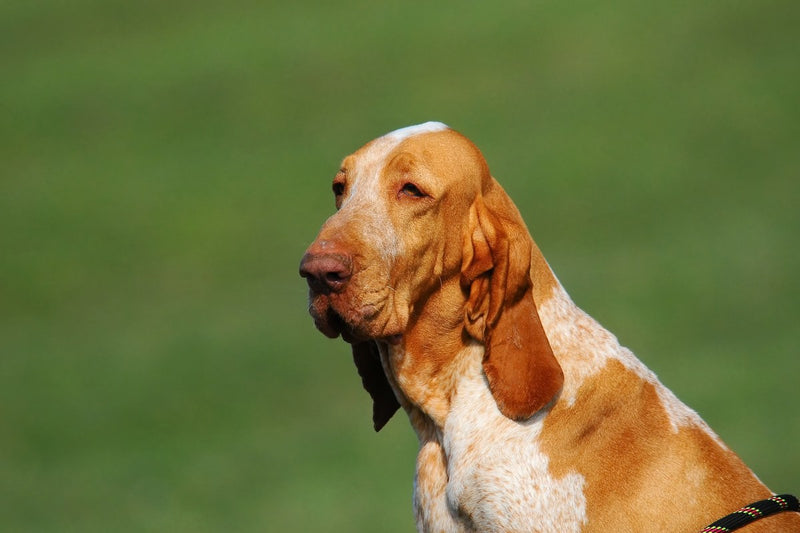 Bracco Italiano: Größe, Wesen und Haltung