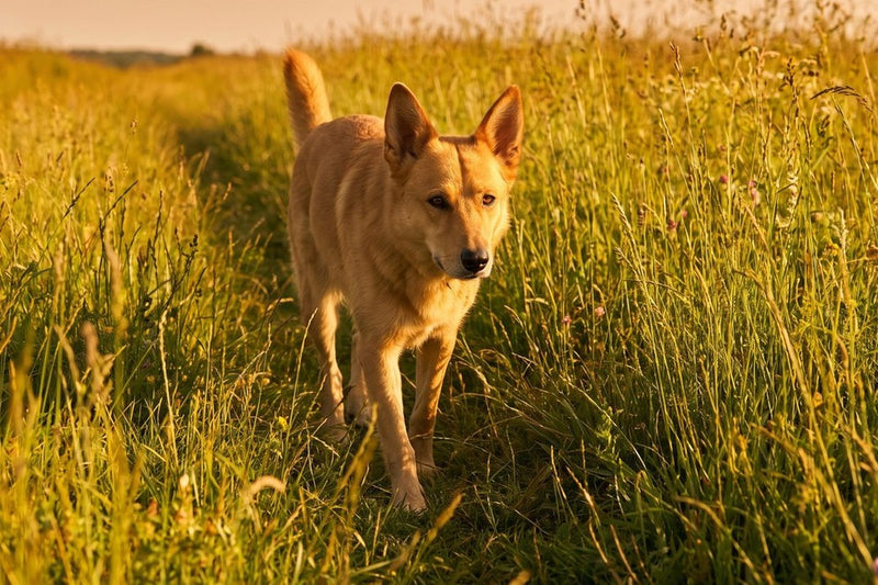 Bravecto für Hunde: Wirkung, Dosierung, Grenzen