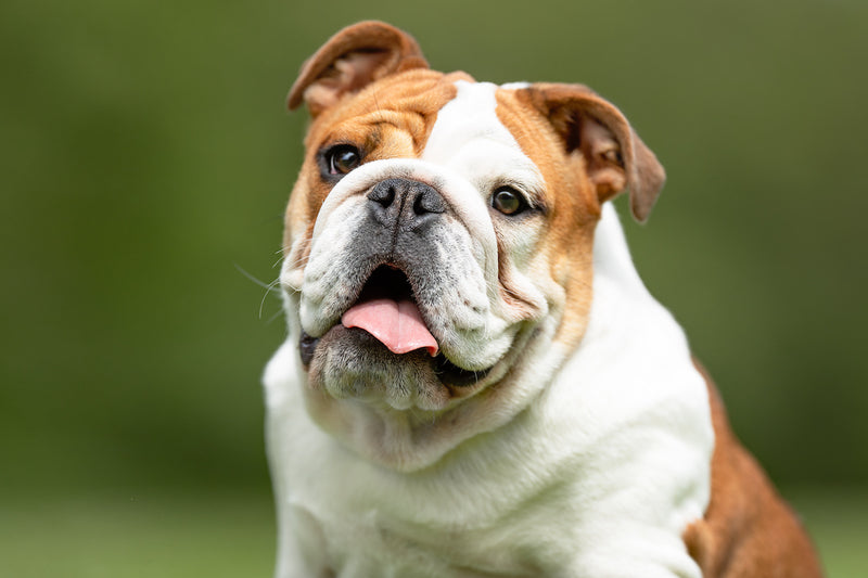 Bulldoggen im Porträt: Entdecke ihre Vielfalt
