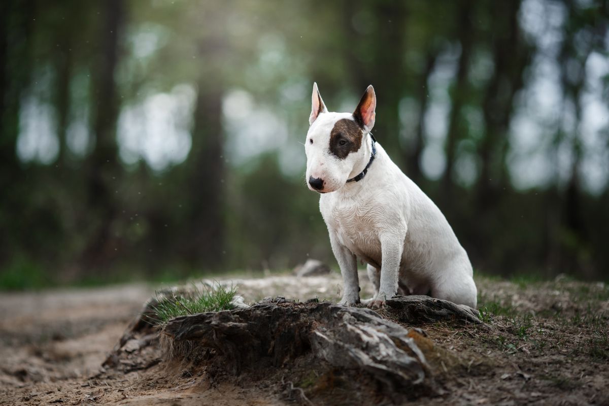 Der Bullterrier: Der mutige Familienfreund