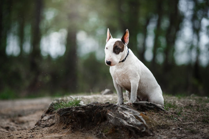 Der Bullterrier: Der mutige Familienfreund