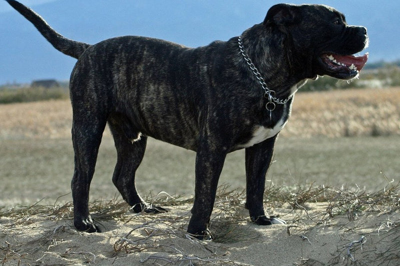 Ca de Bou (Mallorca-Dogge): Größe und Wesen