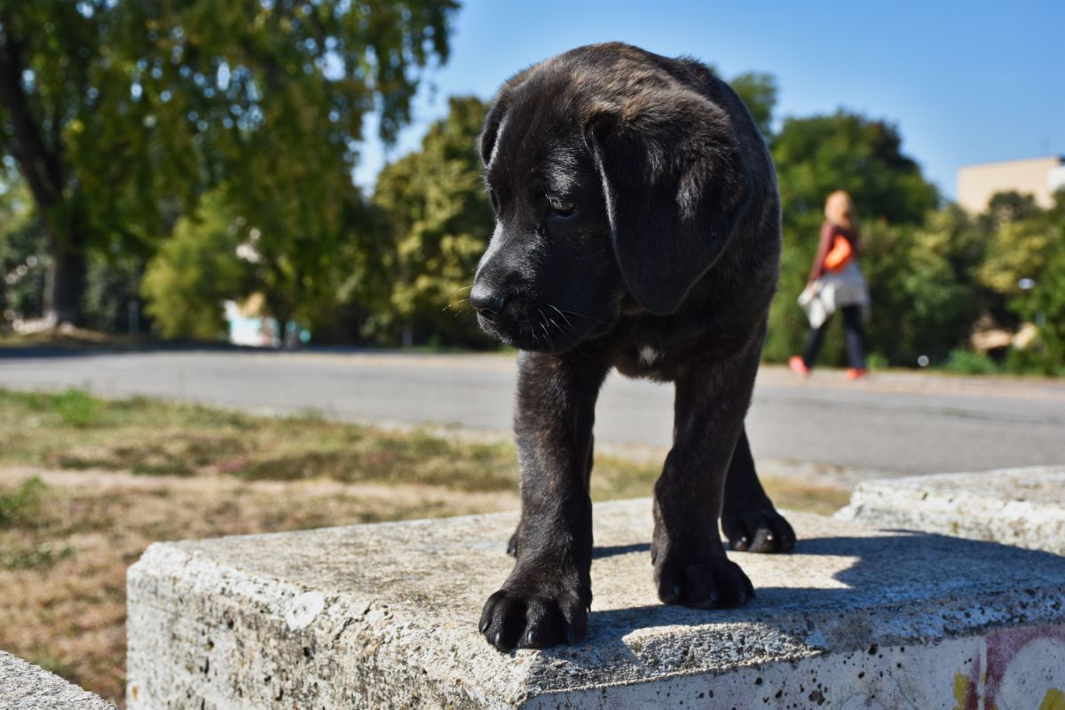 Cane Corso-Labrador Mix: Ein aktiver Hund mit Herz und Verstand