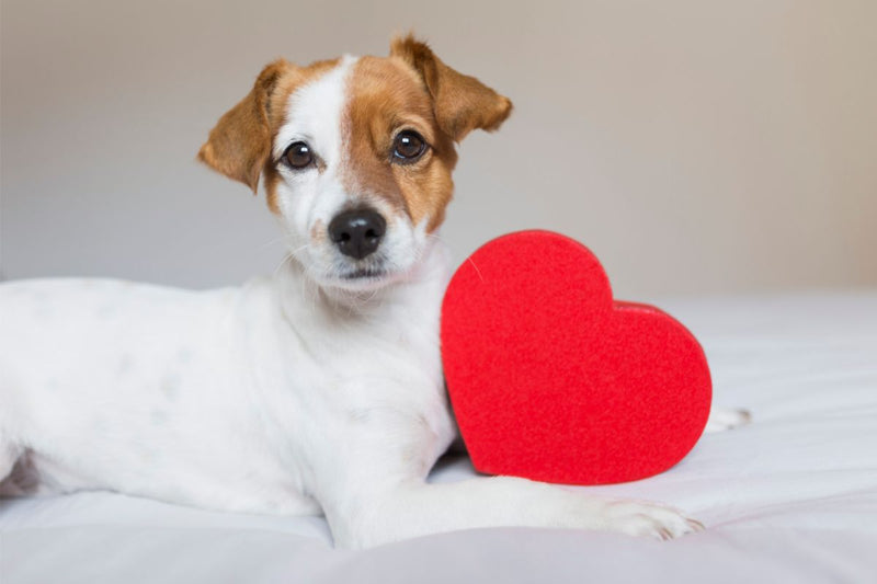 Cardisure für Hunde: Anwendung und Risiken
