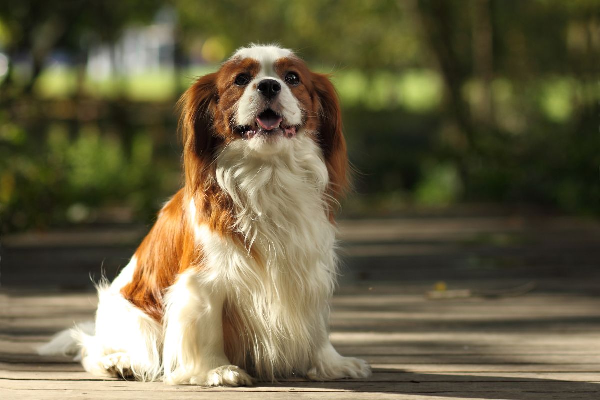 Cavalier King Charles Spaniel: Ein Hund mit Herz und Geschichte