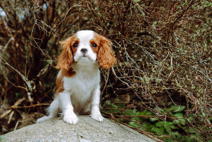 Cavalier King Charles Spaniel im Freien