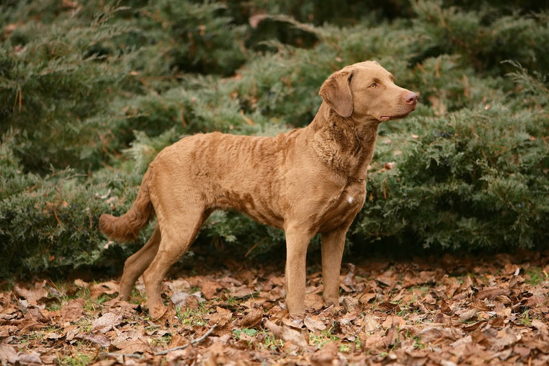 Chesapeake Bay Retriever: Größe, Wesen, Haltung