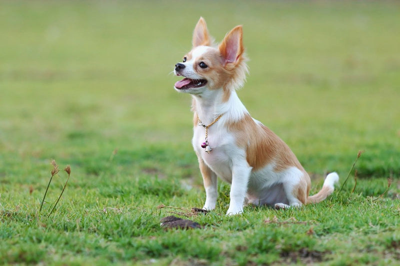 Der Chihuahua: Ein kleiner Wachhund