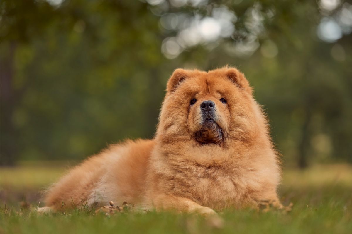 Der Chow-Chow: Charakterstark und voller Mystik