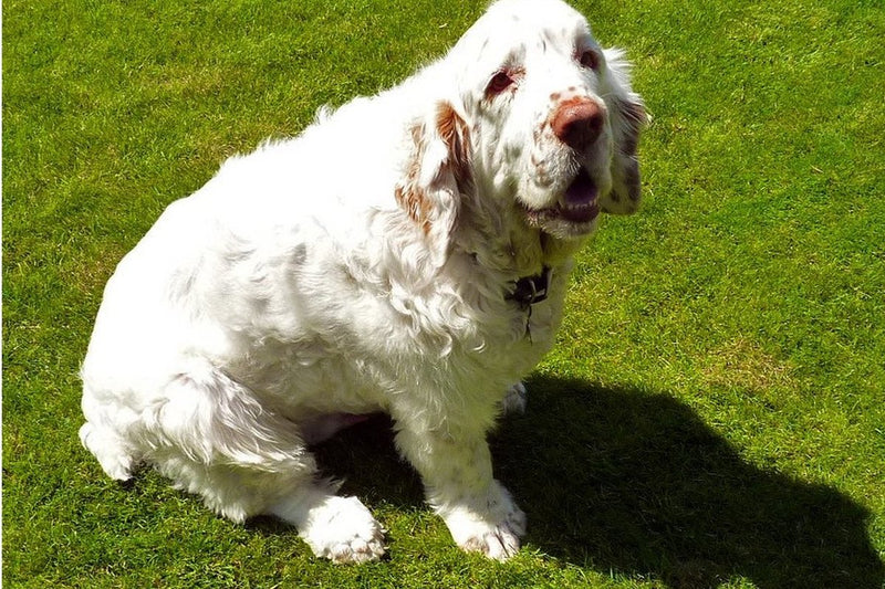 Clumber Spaniel: Gewicht, Wesen und Haltung