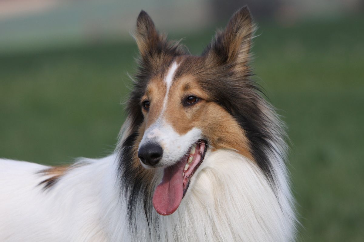 Der Collie: Ein eleganter und freundlicher Hütehund