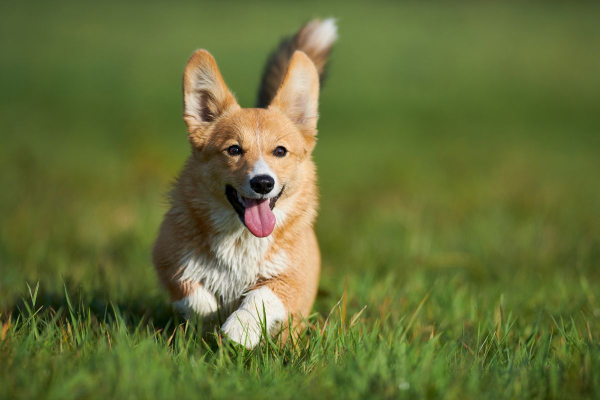 Der Corgi: Kleine Pfoten aber ein großes Herz