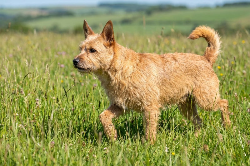 Credelio für Hunde: Wirkung und ein Vorbehalt