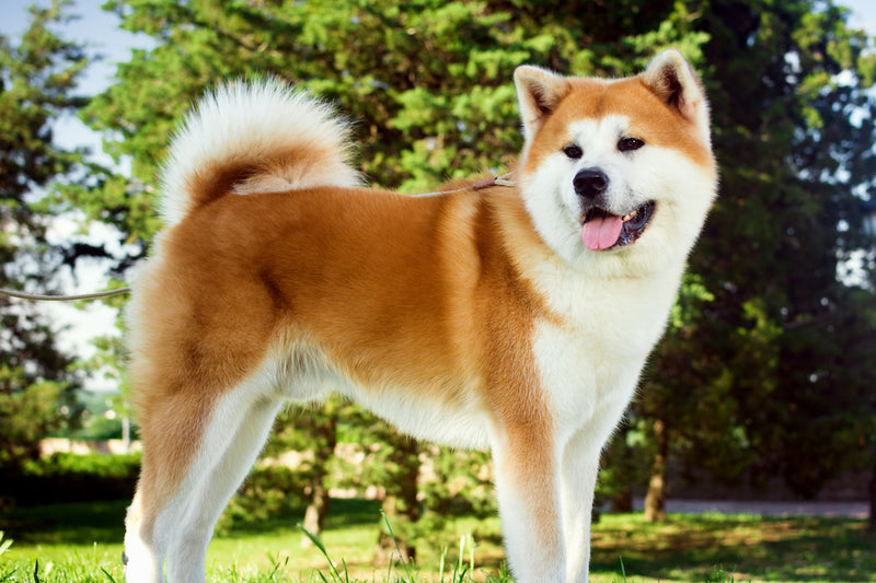 Der Akita Inu: Ein majästetischer und treuer Gefährte