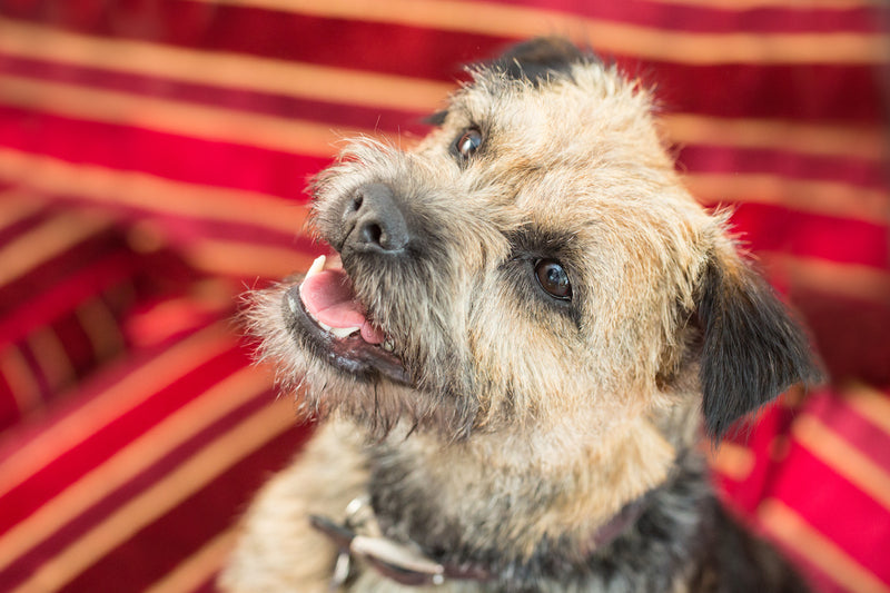 Der Border Terrier: Charme, Intelligenz und Ausdauer in einem