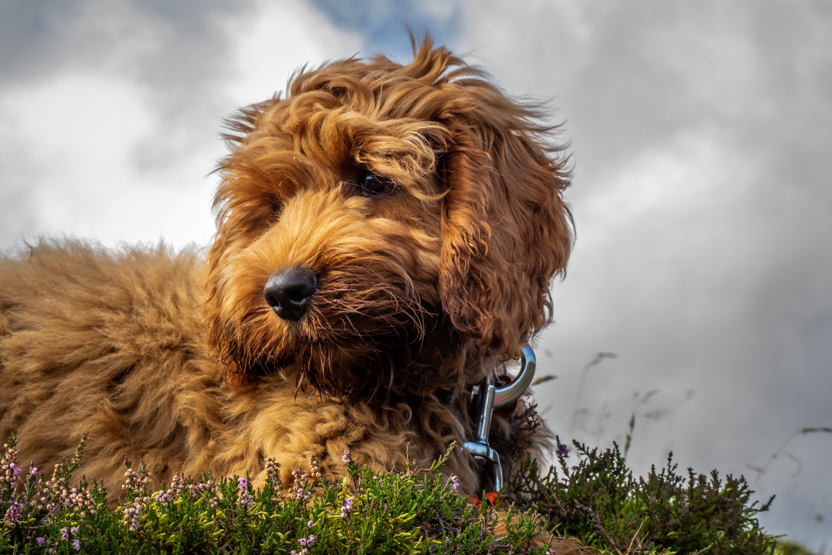 Der Cockapoo: Eine perfekte Mischung aus Cocker Spaniel und Zwergpudel
