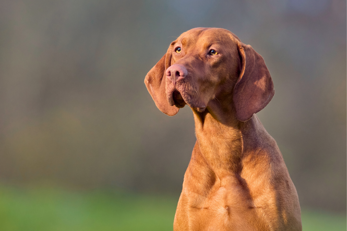 Der Magyar Vizsla: Ein treuer Begleiter und Energiebündel