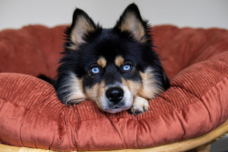 Der Pomsky: Entdecke die Miniatur-Husky-Rasse