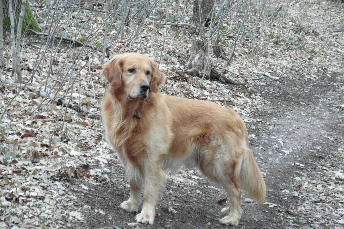 Beagador: Fakten zum Beagle-Labrador-Mix