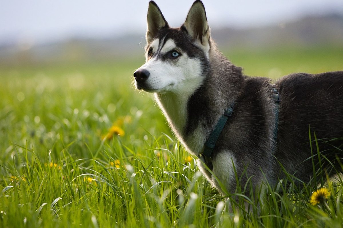 Siberian Husky: Größe, Wesen und Haltung