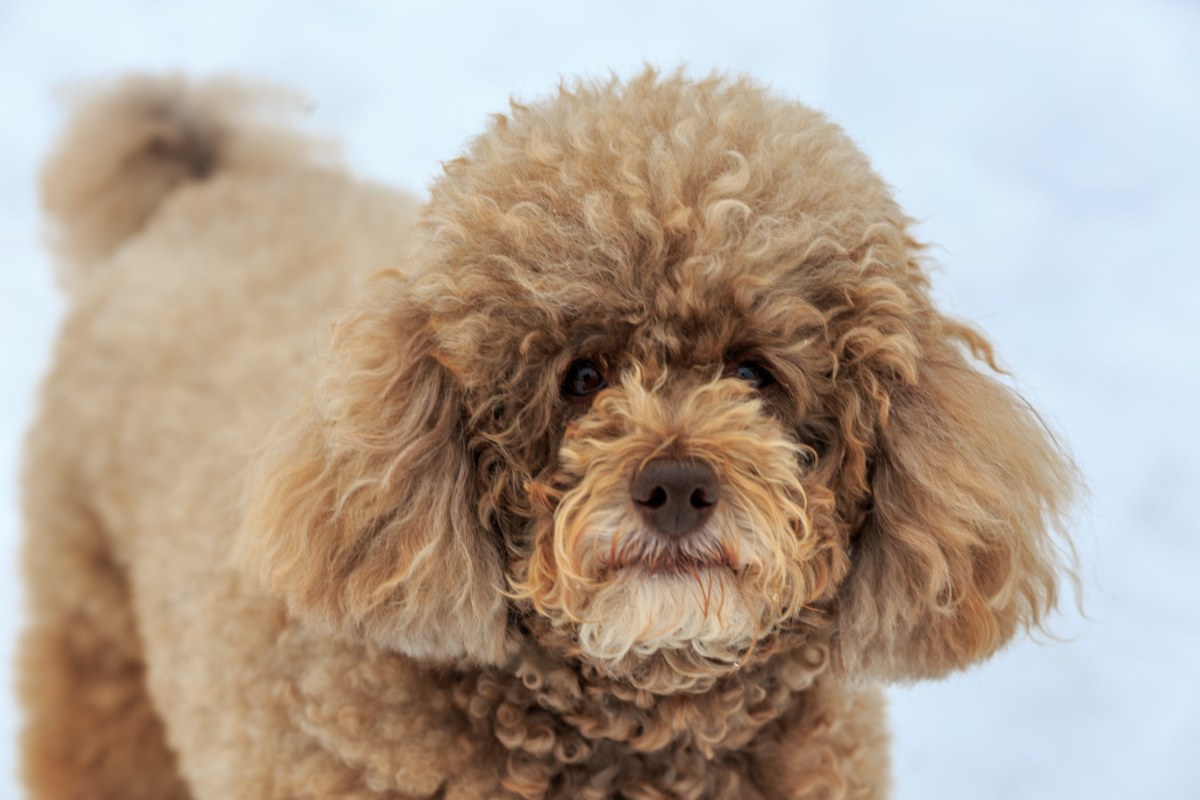 Der Zwergpudel: Intelligenz und Charme im kleinen Paket
