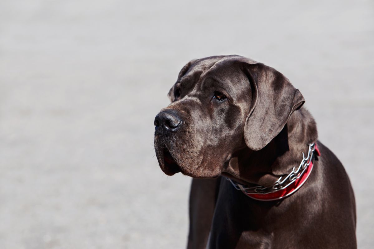 Die Deutsche Dogge: Der Apollo unter den Hunden