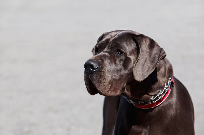 Die Deutsche Dogge: Der Apollo unter den Hunden