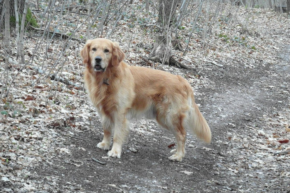 Hund und Fußballprofi: der Alltag hinter dem Foto