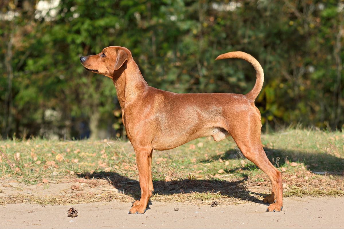 Der Deutsche Pinscher: Ein neugieriger und liebevoller Gefährte