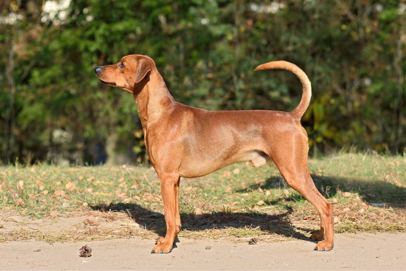 Der Deutsche Pinscher: Ein neugieriger und liebevoller Gefährte