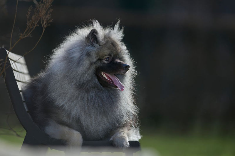 Der Wolfsspitz: Ein flauschiger Beschützer mit einem treuen Wesen