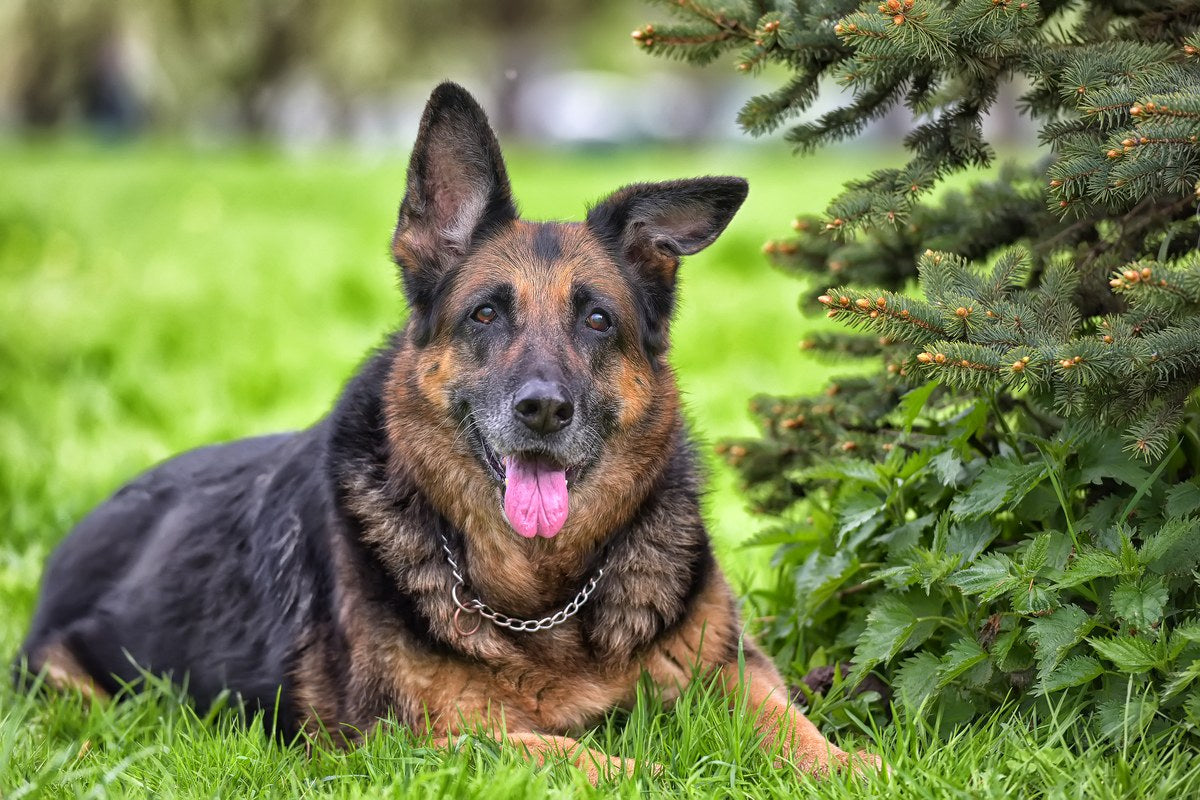 Deutscher Schäferhund: Wesen, Größe und Haltung