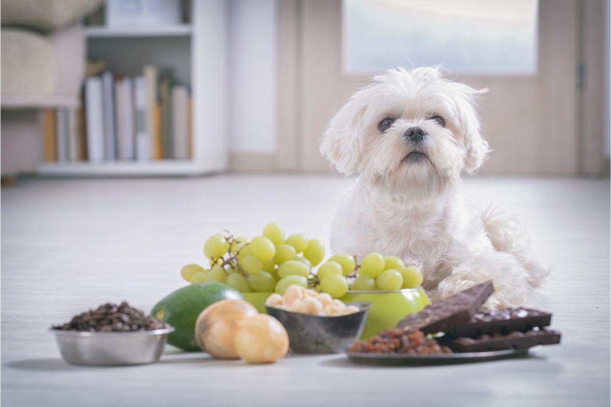 Diese Lebensmittel dürfen Hund NICHT essen - Der ultimative Leitfaden