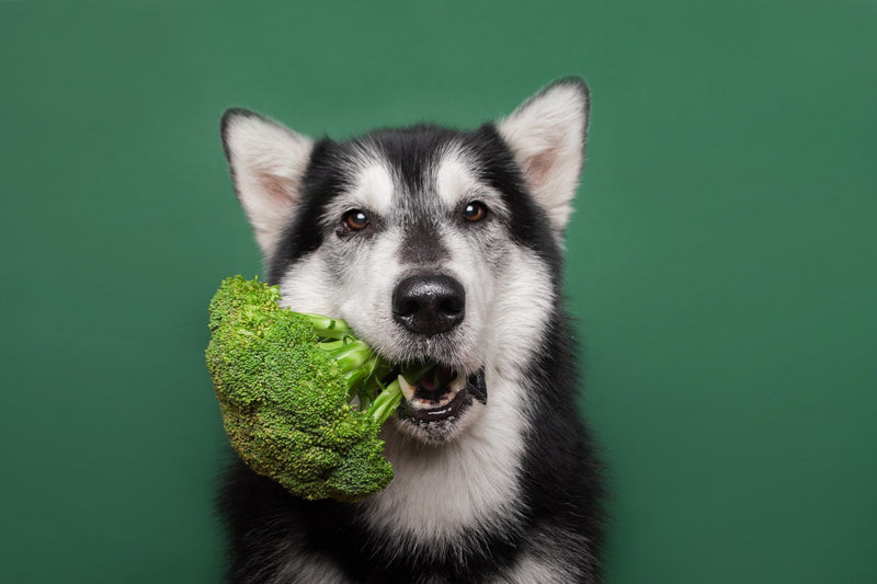 Vegane Ernährung für Hunde: Was die Wissenschaft 2024 wirklich sagt