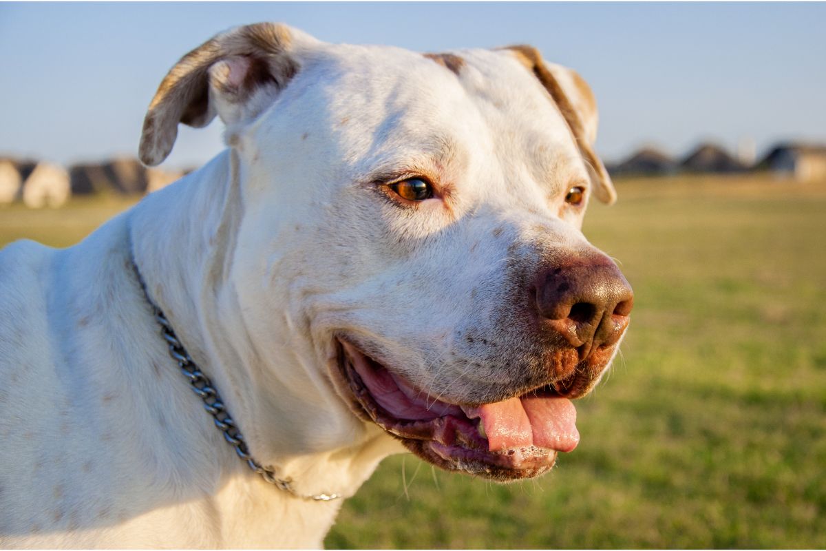 Dogo Argentino: Ein furchtloser und wachsamer Beschützer