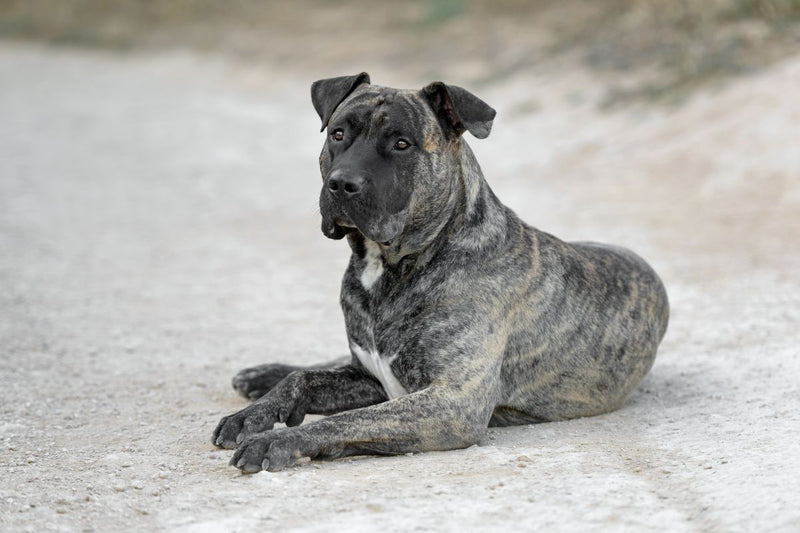 Dogo Canario: Ein imposanter Hund mit einem sanften Wesen